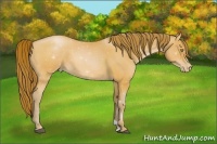 Horse Color:Bay Roan Pearl 