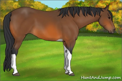 Horse Color:Bay Tobiano Rabicano
