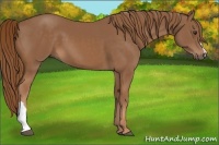 Horse Color:Chestnut 