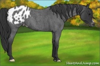 Horse Color:Blue Roan Appaloosa 