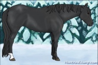 Horse Color:Black  and Black 