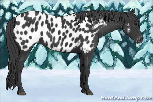 Horse Color:Black Near Leopard 