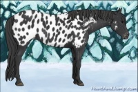 Horse Color:Black Near Leopard