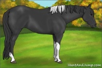 Horse Color:Black Tobiano
