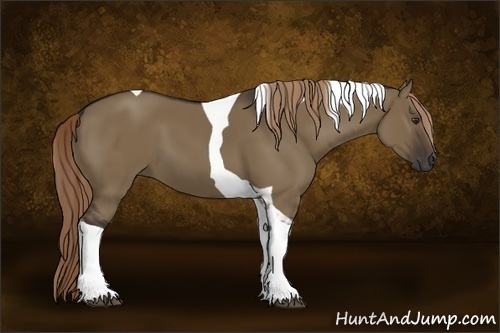 Horse Color:Liver Red Dun Tobiano