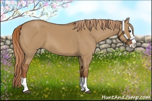 Horse Color:Red Dun Splash