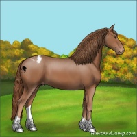 Horse Color:Chestnut Appaloosa