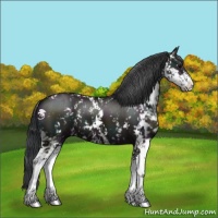 Horse Color:Midnight Grullo Sabino