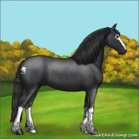 Horse Color:White Spotted Blue Roan 