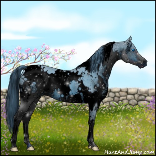 Horse Color:ERROR: UNKNOWN ANOMALY