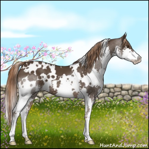 Horse Color:White Spotted Liver Chestnut Splash