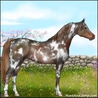 Horse Color:White Spotted Liver Chestnut Rabicano 