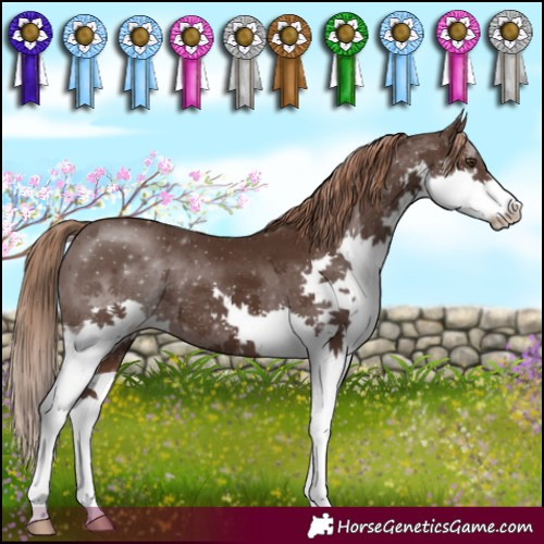 Horse Color:Liver Chestnut Splash 