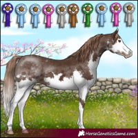Horse Color:Liver Chestnut Splash 
