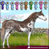 Horse Color:Liver Chestnut Splash 
