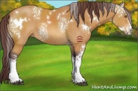Horse Color:White Spotted Chocolate Bay 