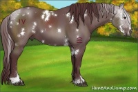 Horse Color:White Spotted Chocolate Black Sabino