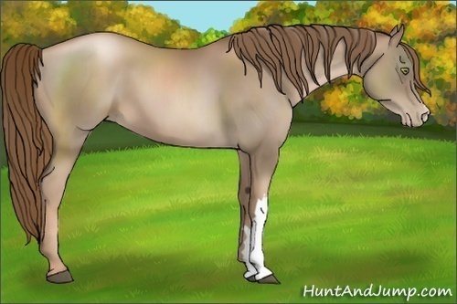 Horse Color:Liver Chestnut Pearl