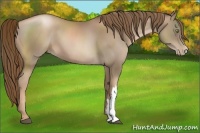 Horse Color:Liver Chestnut Pearl 