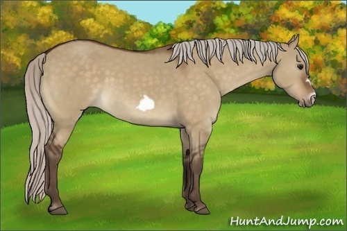 Horse Color:Silver Bay Dun Frame 