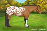 Horse Color:Bay Appaloosa
