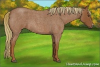Horse Color:Red Roan 