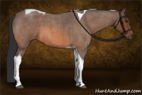 Horse Color:Bay Roan Tobiano 