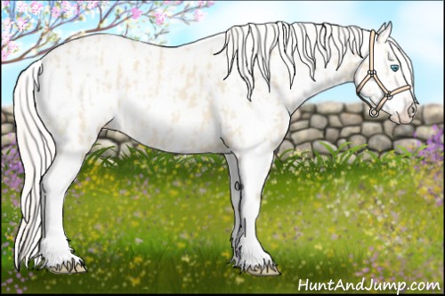 Horse Color:Cremello Near Leopard and White Spotted Cremello Near Leopard