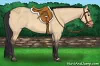 Horse Color:Bay Dun 