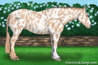 Horse Color:Gold Champagne Appaloosa  and Gold Champagne Appaloosa 