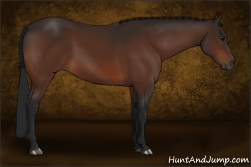 Horse Color:Gray Bay