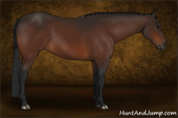 Horse Color:Gray Bay 