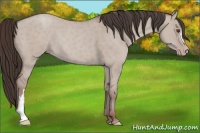 Horse Color:Classic Champagne Dun 