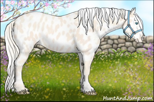 Horse Color:Cremello Near Leopard and Cremello Near Leopard