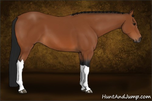 Horse Color:Gray Bay