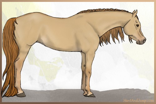 Horse Color:Red Dun 