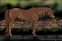 Horse Color:Gray Chestnut 