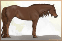 Horse Color:Gray Chestnut 