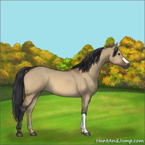 Horse Color:Bay Dun 