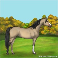 Horse Color:Bay Dun 