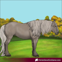 Horse Color:Silver Grullo 