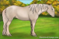 Horse Color:Chocolate Palomino Pearl