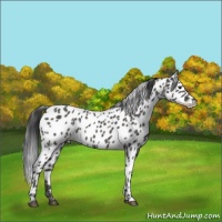 Horse Color:Black Appaloosa 