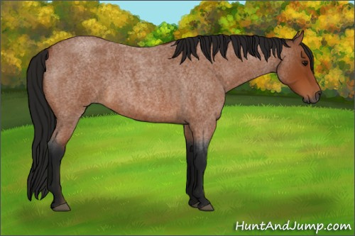 Horse Color:Gray Bay Roan