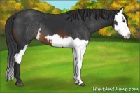 Horse Color:Brown Rabicano and Brown Splash Rabicano
