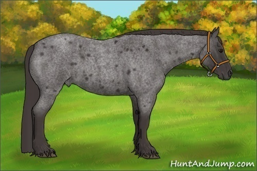 Horse Color:Smoky Blue Roan