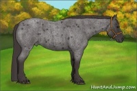 Horse Color:Smoky Blue Roan 