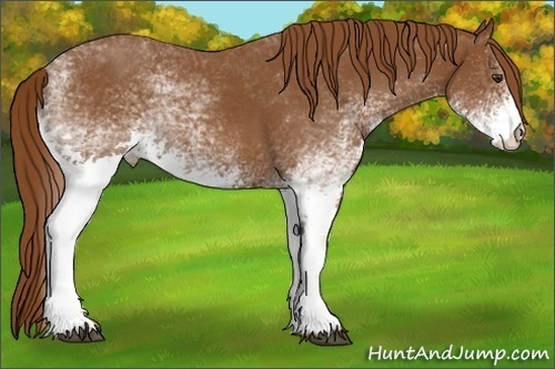 Horse Color:White Spotted Chestnut 