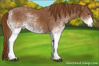 Horse Color:White Spotted Chestnut 