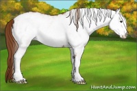 Horse Color:White Spotted Chestnut 
